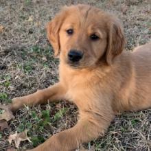 Puppies for sale golden retriever - Ireland, Cork