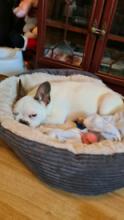 Puppies for sale french bulldog - France, Perpignan. Price 450 €