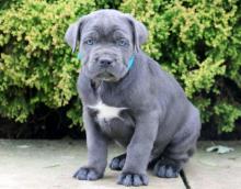 Puppies for sale italian corso dog - France, Paris. Price 11 €