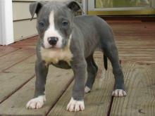 Puppies for sale american staffordshire terrier - France, Paris