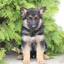 Puppies for sale german shepherd dog - Sweden, Stockholm