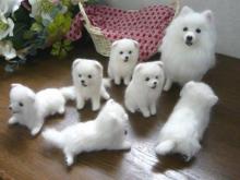 Puppies for sale spitz - Ireland, Cork