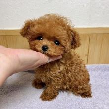 Puppies for sale toy-poodle - Sweden, Stockholm