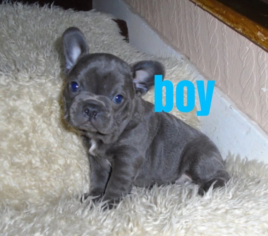 Puppies for sale french bulldog - Ireland, Cork. Price 10 €