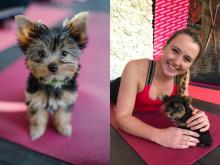 Puppies for sale yorkshire terrier - Sweden, Stockholm