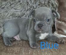 Puppies for sale french bulldog - Ireland, Dublin
