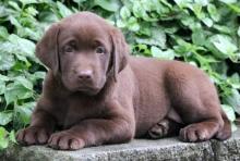 Puppies for sale labrador - France, Paris