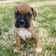 Puppies for sale boxer - Ireland, Dublin