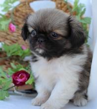 Puppies for sale pekinese - Ireland, Dublin