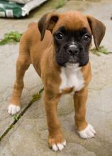 Puppies for sale boxer - Hungary, Debrecen. Price 11 €