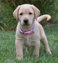 Puppies for sale labrador - Austria, Linz