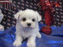 Puppies for sale maltese - Latvia, Rezekne