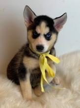 Puppies for sale , siberian husky - United Kingdom, St Davids