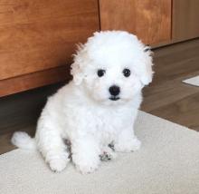 Puppies for sale , bichon frise - Ireland, Cork