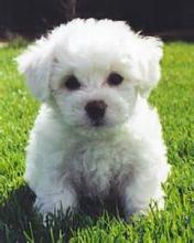 Puppies for sale bichon - Germany, Suhl