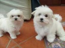 Puppies for sale maltese - Latvia, Preili