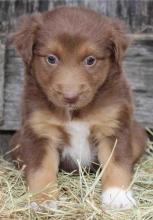 Puppies for sale border collie - Greece, Heraklion