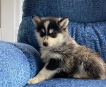 Puppies for sale , pomsky - Turkmenistan, Turkmenabad