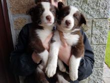 Puppies for sale border collie - Ireland, Cork