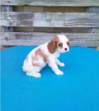 Puppies for sale king charles spaniel - Hungary, Gyor. Price 250 €