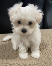 Puppies for sale maltese - Latvia, Kuldiga