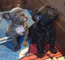 Puppies for sale french bulldog - Austria, Vienna. Price 250 €