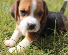 Puppies for sale beagle - United Kingdom, London