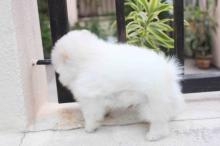 Puppies for sale pomeranian spitz - Czech Republic, Prague