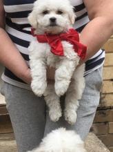 Puppies for sale havanese - Germany, Wiesbaden