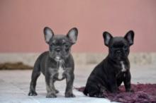 Puppies for sale french bulldog - Romania, Iasi