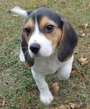 Puppies for sale beagle - Netherlands, Dordrecht