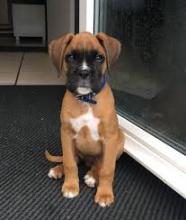 Puppies for sale boxer - Sweden, Norcheping. Price 10 €