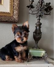 Puppies for sale yorkshire terrier - Denmark, Odense
