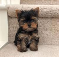 Puppies for sale yorkshire terrier - Finland, Lapperanta