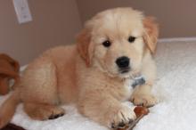 Puppies for sale golden retriever - Estonia, Tallinn. Price 10 €