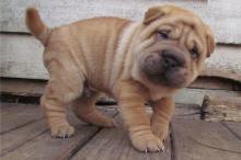 Puppies for sale shar pei - Moldova, Chisinau