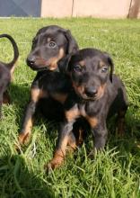 Puppies for sale doberman - Netherlands, Maastricht