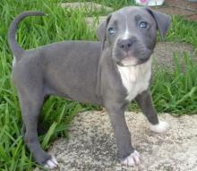 Puppies for sale american pit-bull terrier - Austria, Linz