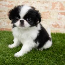 Puppies for sale japanese hin - Ireland, Dublin. Price 150 €