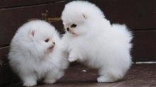 Puppies for sale pomeranian spitz - Russia, Eagle