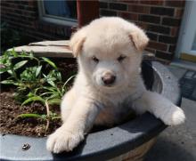 Puppies for sale , shiba inu - Sweden, Esbjerg