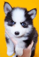 Puppies for sale , pomsky puppies - Estonia, Tallinn