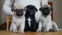 Puppies for sale pug - Ireland, Monaghan