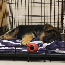 Puppies for sale german shepherd dog - Estonia, Narva