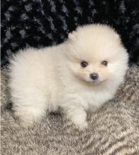 Puppies for sale , pomeranian - Latvia, Ludza