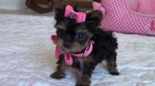 Puppies for sale yorkshire terrier - Ireland, Cork