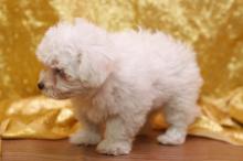 Puppies for sale maltese - Cyprus, Limassol