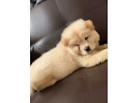 Puppies for sale chow chow - Sweden, Esbjerg