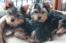 Puppies for sale yorkshire terrier - Tajikistan, Kulyab