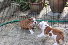 Puppies for sale english bulldog - Spain, Merida